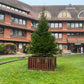 Christmas Tree Fencing