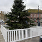 Christmas Tree Fencing